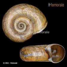 Attēlu rezultāti vaicājumam “Planorbis planorbis”