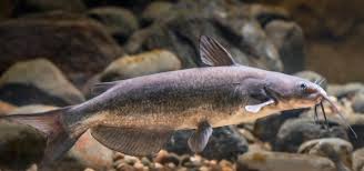 Image result for Ictalurus furcatus