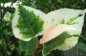 Attēlu rezultāti vaicājumam “Populus x gileadensis leaf”