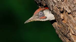 Attēlu rezultāti vaicājumam “Picus viridis nest”