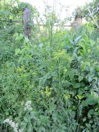 Attēlu rezultāti vaicājumam “Pastinaca sativa subsp. sylvestris leaf”
