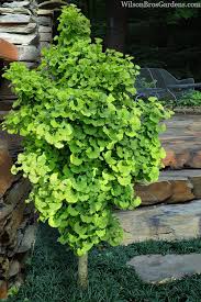 Attēlu rezultāti vaicājumam “Ginkgo biloba leaf”