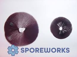 Attēlu rezultāti vaicājumam “Physarum luteolum spores”