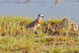 Image result for Charadrius asiaticus