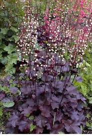 Image result for HEUCHERA americana 'Palace Purple Auslese'