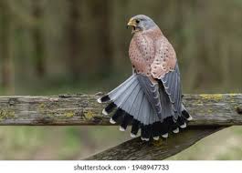 Attēlu rezultāti vaicājumam “Falco tinnunculus adult”