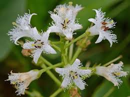 Attēlu rezultāti vaicājumam “Menyanthes trifoliata leaf”