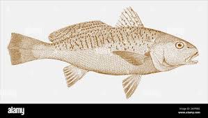 Image result for Micropogonias undulatus