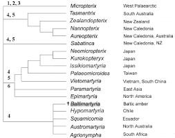 Attēlu rezultāti vaicājumam “Micropterigidae”