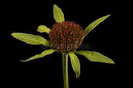 Attēlu rezultāti vaicājumam “Bidens tripartita fruit”