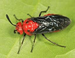 Attēlu rezultāti vaicājumam “Argidae”