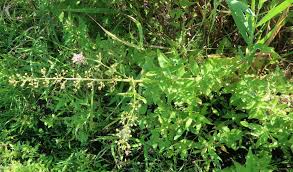 Attēlu rezultāti vaicājumam “Scrophularia umbrosa flower”