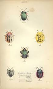 Attēlu rezultāti vaicājumam “Cassida”