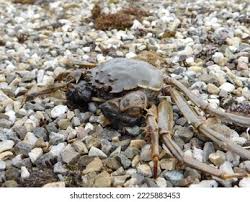 Image result for Eriocheir sinensis