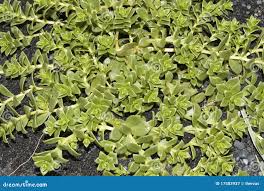 Attēlu rezultāti vaicājumam “Honckenya peploides leaf”