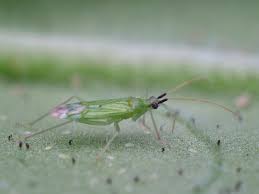 Attēlu rezultāti vaicājumam “Licea pygmaea macro”