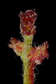 Attēlu rezultāti vaicājumam “Quercus robur female flower”