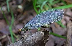 Attēlu rezultāti vaicājumam “Chrysopidae imago”