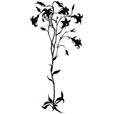 Image result for Campanula patula