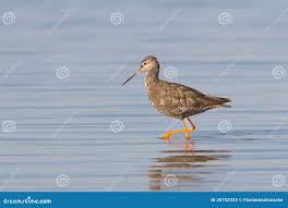 Image result for Tringa erythropus