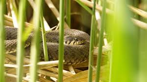 Image result for Ringelnatter