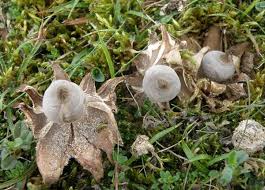 Attēlu rezultāti vaicājumam “Geastrum minimum”