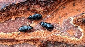 Attēlu rezultāti vaicājumam “Tachyta nana”