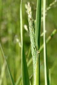 Attēlu rezultāti vaicājumam “Phalaroides arundinacea fruit”