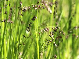 Attēlu rezultāti vaicājumam “Melica nutans flower”