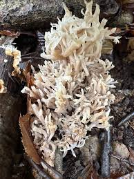 Attēlu rezultāti vaicājumam “Clavulina coralloides”
