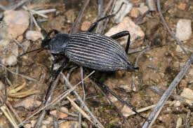 Attēlu rezultāti vaicājumam “Opatrum sabulosum”