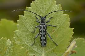 Attēlu rezultāti vaicājumam “Saperda scalaris”