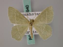 Attēlu rezultāti vaicājumam “Chlorissa viridata”