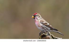 Attēlu rezultāti vaicājumam “Carduelis flammea male”