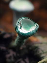 Attēlu rezultāti vaicājumam “Physarum obscurum macro”