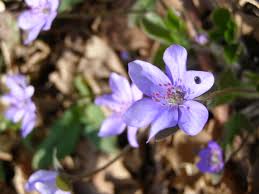 Attēlu rezultāti vaicājumam “Laserpitium pruthenicum”