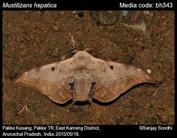 Attēlu rezultāti vaicājumam “Endromidae”