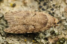 Attēlu rezultāti vaicājumam “Agonopterix ciliella”