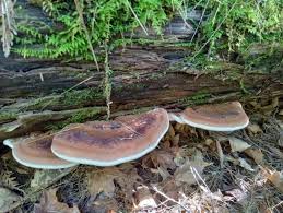 Attēlu rezultāti vaicājumam “Ischnoderma benzoinum”