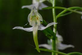 Attēlu rezultāti vaicājumam “Platanthera chlorantha flower”