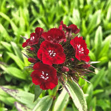 Attēlu rezultāti vaicājumam “Dianthus barbatus flower”