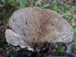 Attēlu rezultāti vaicājumam “Lenzites betulina”