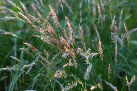 Attēlu rezultāti vaicājumam “Anthoxanthum odoratum”