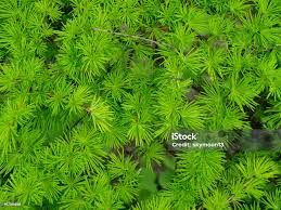 Attēlu rezultāti vaicājumam “Larix sibirica”