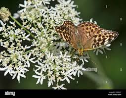 Attēlu rezultāti vaicājumam “Argynnis paphia female”