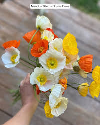 Image result for Papaver nudicaule