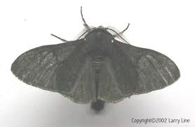 Attēlu rezultāti vaicājumam “Biston betularia”