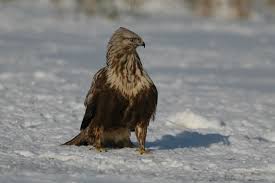 Attēlu rezultāti vaicājumam “Buteo lagopus adult”
