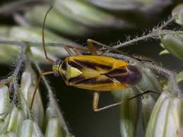 Attēlu rezultāti vaicājumam “Stenotus binotatus male”