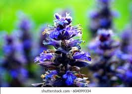 Attēlu rezultāti vaicājumam “Ajuga genevensis flower”